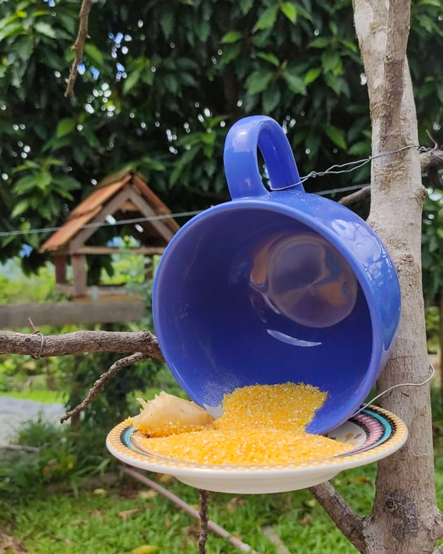 How to Make a Homemade Bird Feeder 4Step DIY Bird Feeding Station