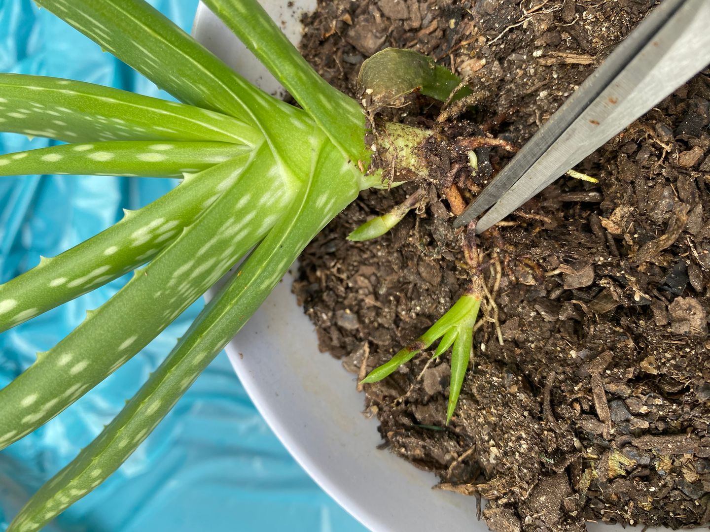 Kendin Yap Bahecilik: Aloe Vera Nasl oaltlr ? | homify