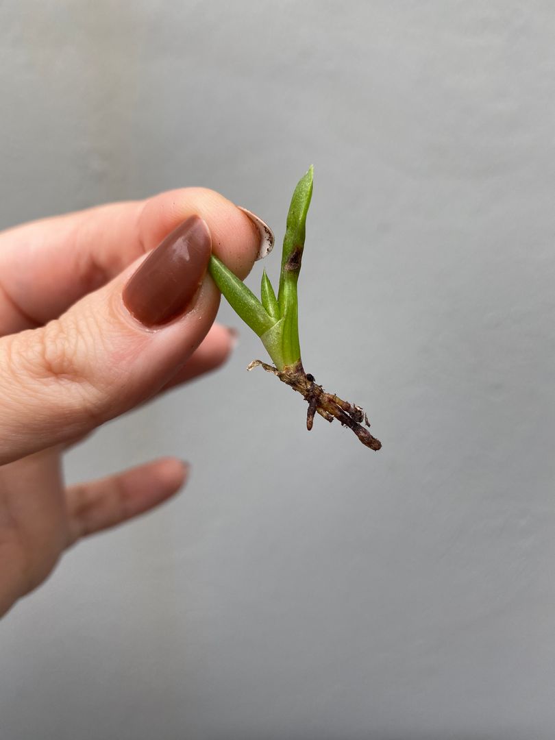 Kendin Yap Bahecilik: Aloe Vera Nasl oaltlr ? | homify