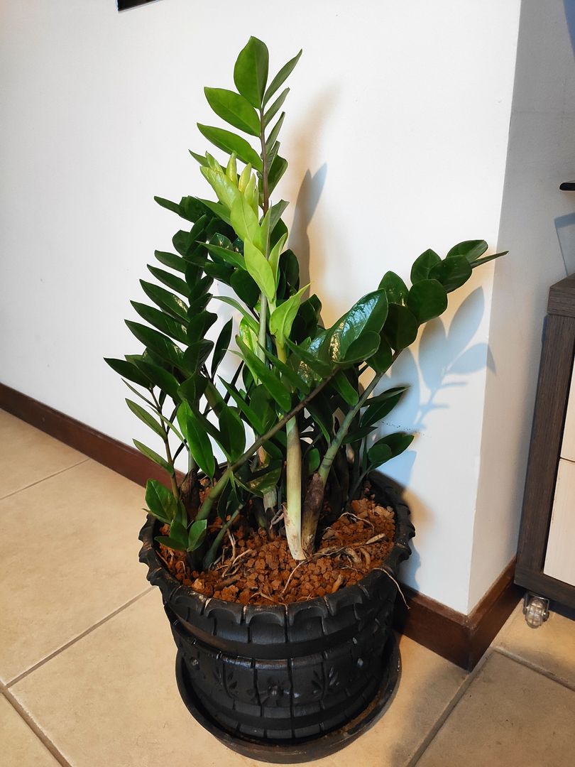 Zamioculca Pflanze |Tipps fr eure Glcksfeder Pflanze! | homify
