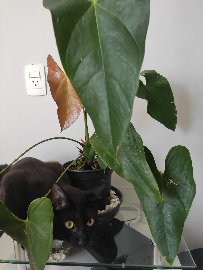 Anthurium Care: Tips on Looking After Anthurium Plants | homify
