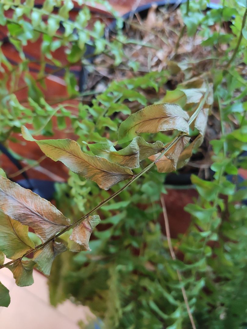 Wie man eine Farn Pflanze pflegt | Garten Tipps fr Farnkraut - fr  Einsteiger! | homify