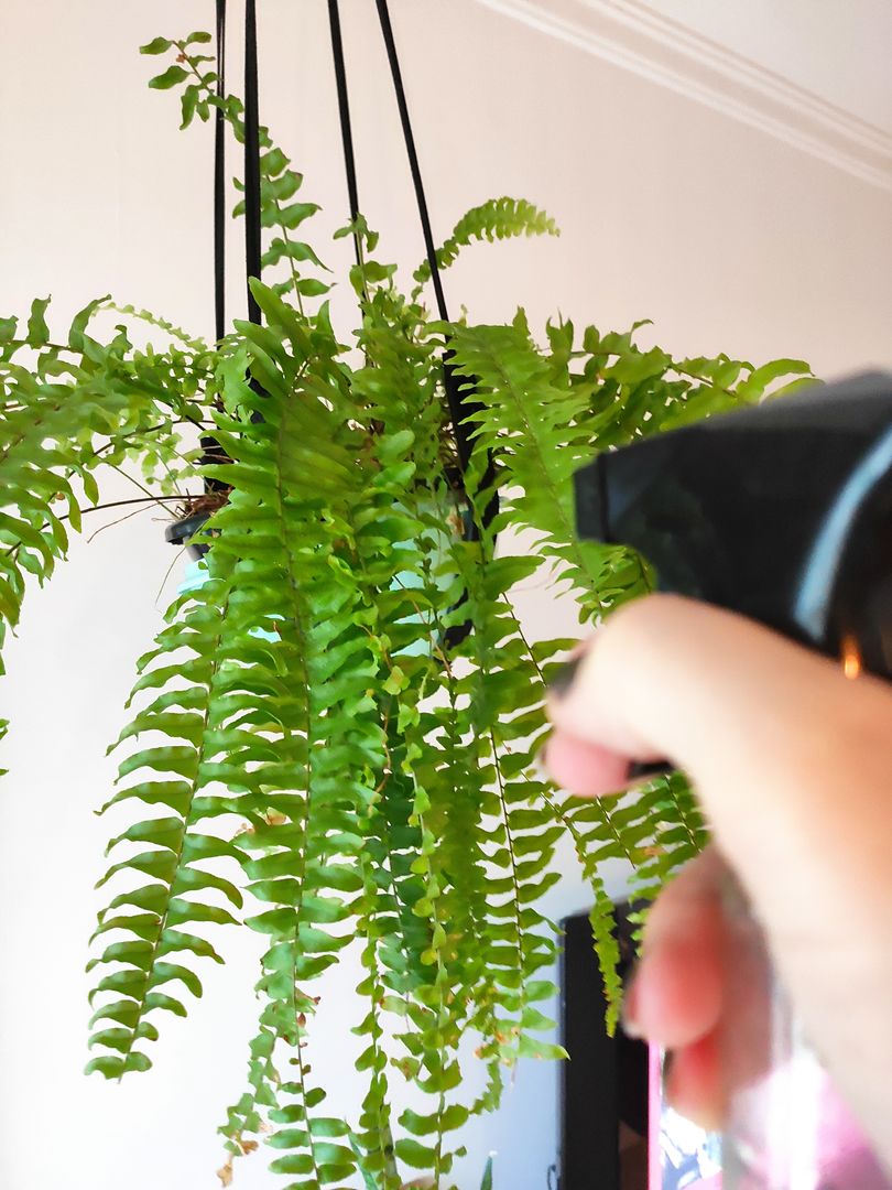 Wie man eine Farn Pflanze pflegt | Garten Tipps fr Farnkraut - fr  Einsteiger! | homify