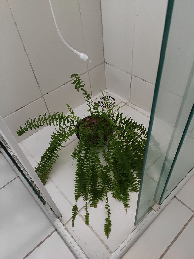 Wie man eine Farn Pflanze pflegt | Garten Tipps fr Farnkraut - fr  Einsteiger! | homify