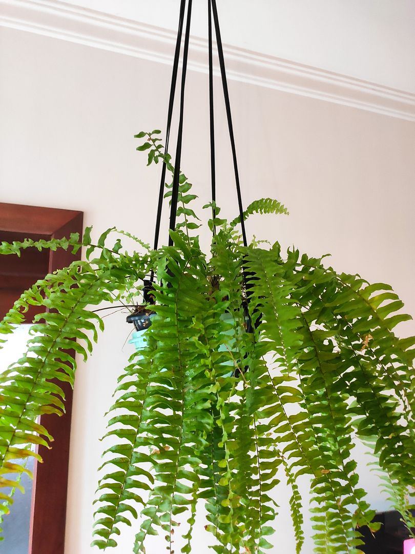 gummibaum temperatur Ficus elastica main image 0