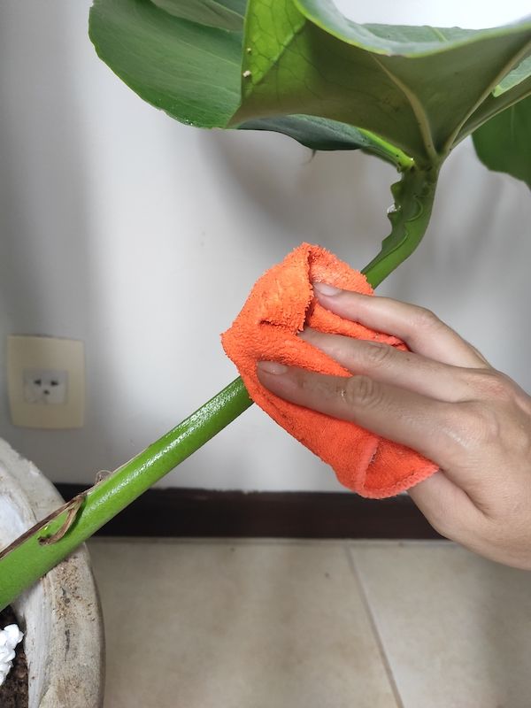Wie ihr eine Monstera Deliciosa pflegt: 8 Tipps zur Pflege von Monstera-Pflanzen  | homify