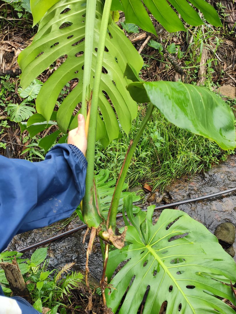 jose buono philodendron 10