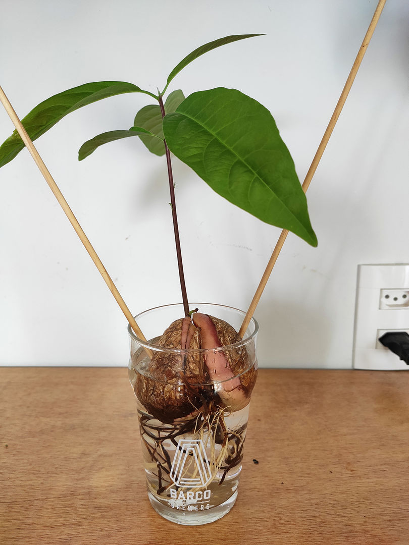 Como Cultivar o Abacate (a Partir de um Caroço de Abacate) em 9 Etapas ...