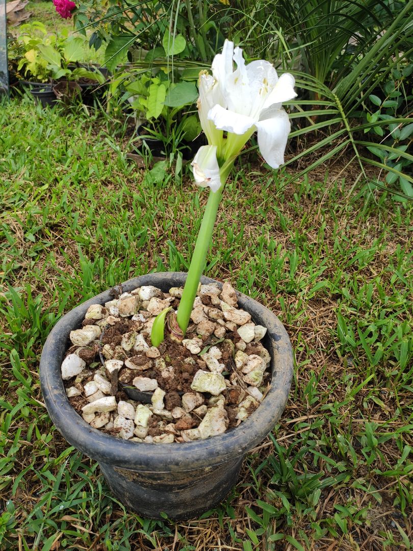 Cuidado de la Azucena: ¡los MEJORES Consejos de Cultivo para la Flor de  Azucena! | homify