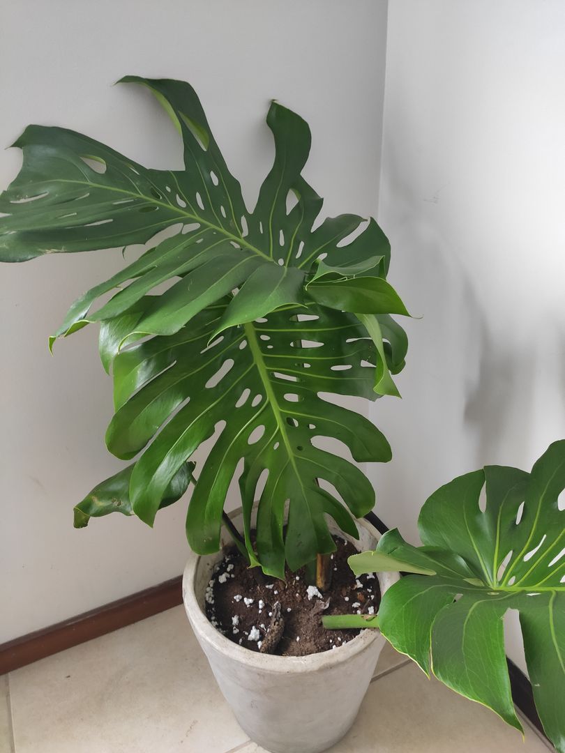 Planta Monstera Deliciosa: 8 Dicas de Como Cuidar da Costela-de-Ado |  homify