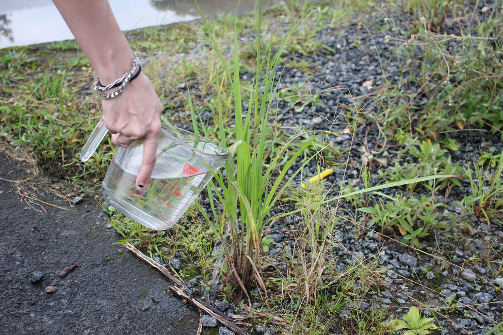 How to Kill Weeds with Bleach and Other Household Ingredients [3 Hacks] homify