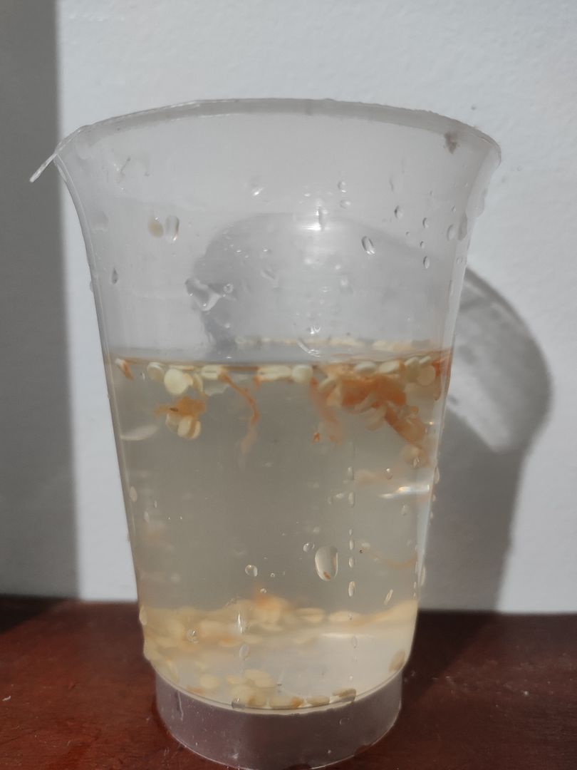 ピーマンを種から育てる方法 ピーマンの育て方９ステップ Diyガーデニング Homify