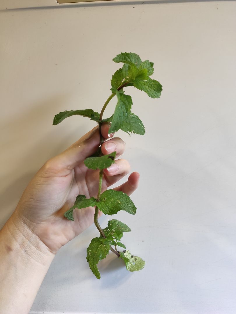 室内でのミントの育て方 ミントの育て方のコツ 初心者向けガーデニング Homify