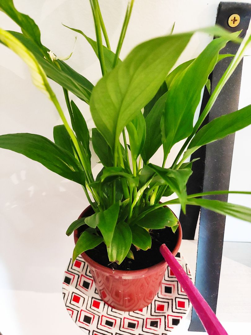 ピースリリーの育て方 スパティフィラムの手入れのコツ 初心者用ガーデニング Homify