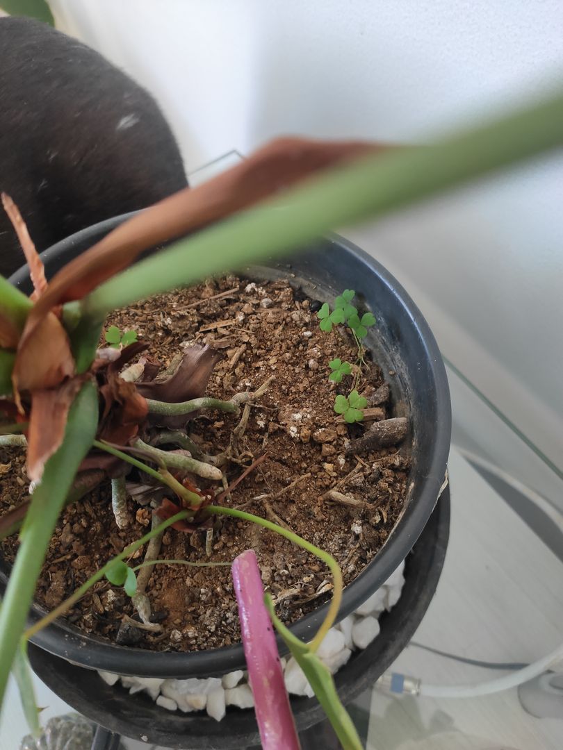 Anthurium bakm nasl yaplr? - Sulama | homify