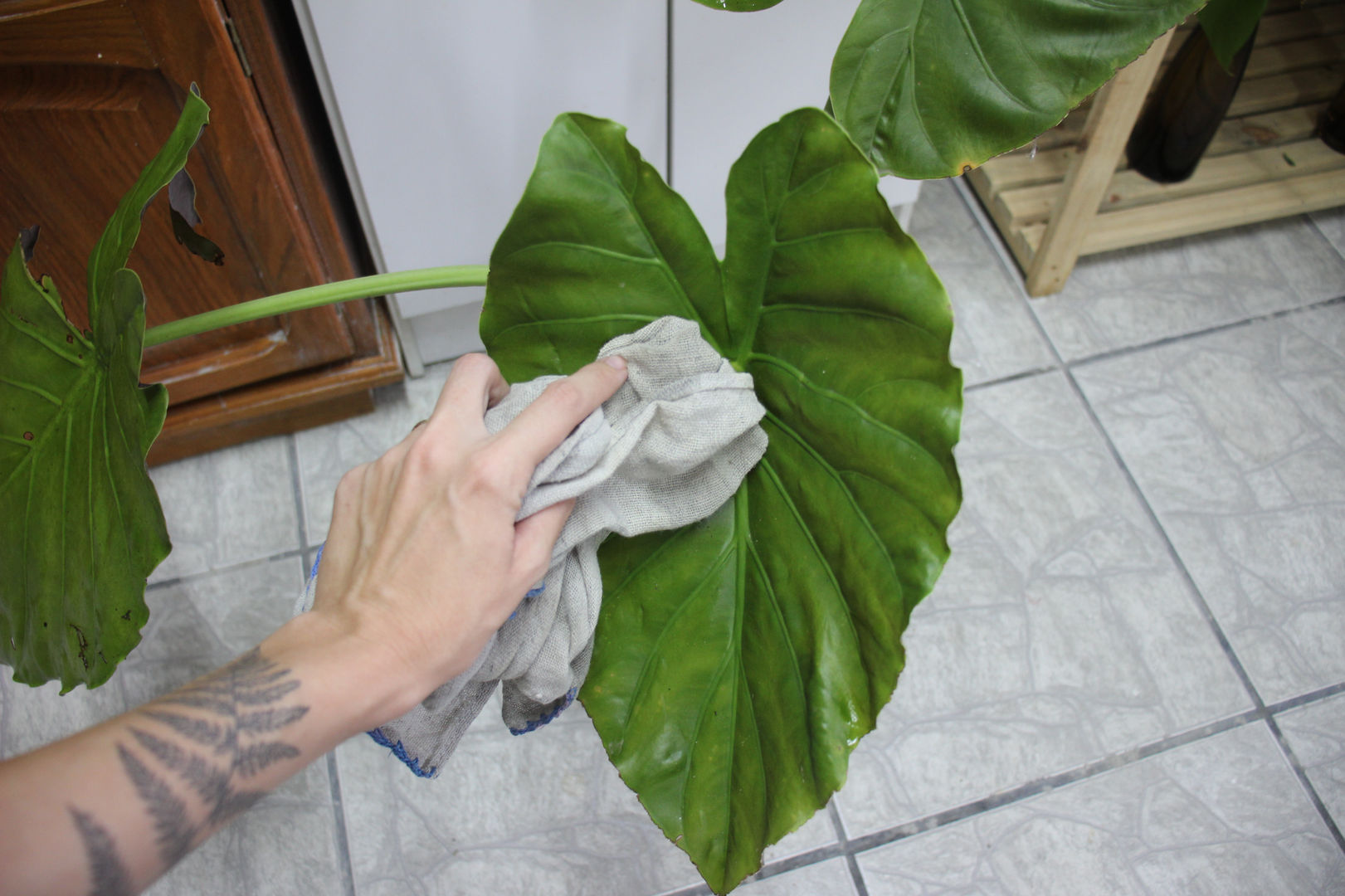 Vector Corner Bunch Of Outline Tropical Leaf Colocasia Esculenta Or Elephant  Ear Or Taro Plant In Black Isolated On White Background Stock Illustration   Download Image Now  iStock