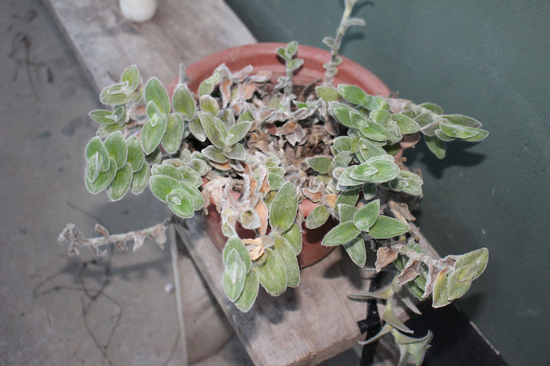 Die Dreimasterblume als Zimmerpflanze  Tipps rund um Tradescantia  sillamontana | homify