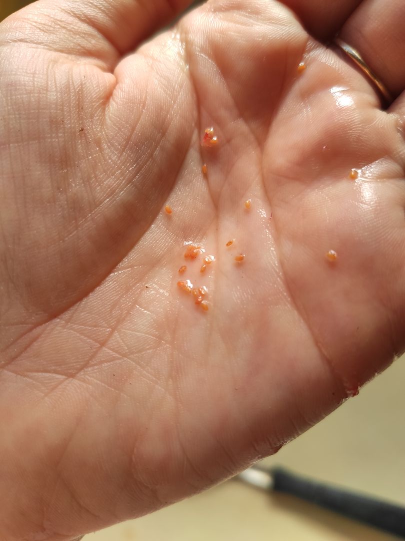 ラズベリーの育て方 種からラズベリーを育てる際に押さえておきたい13のポイント Homify