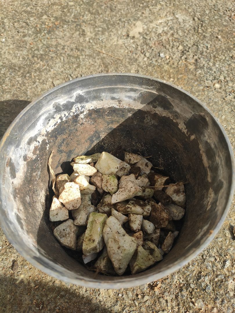 初心者向けグズマニアの育て方のポイント 室内でのグズマニア アナナス の育て方 Homify