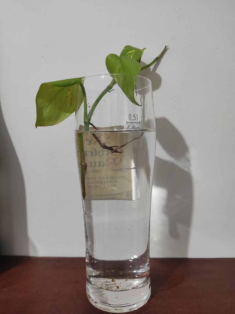 ポトスの増やし方 Homify ポトスの増やし方 Homify