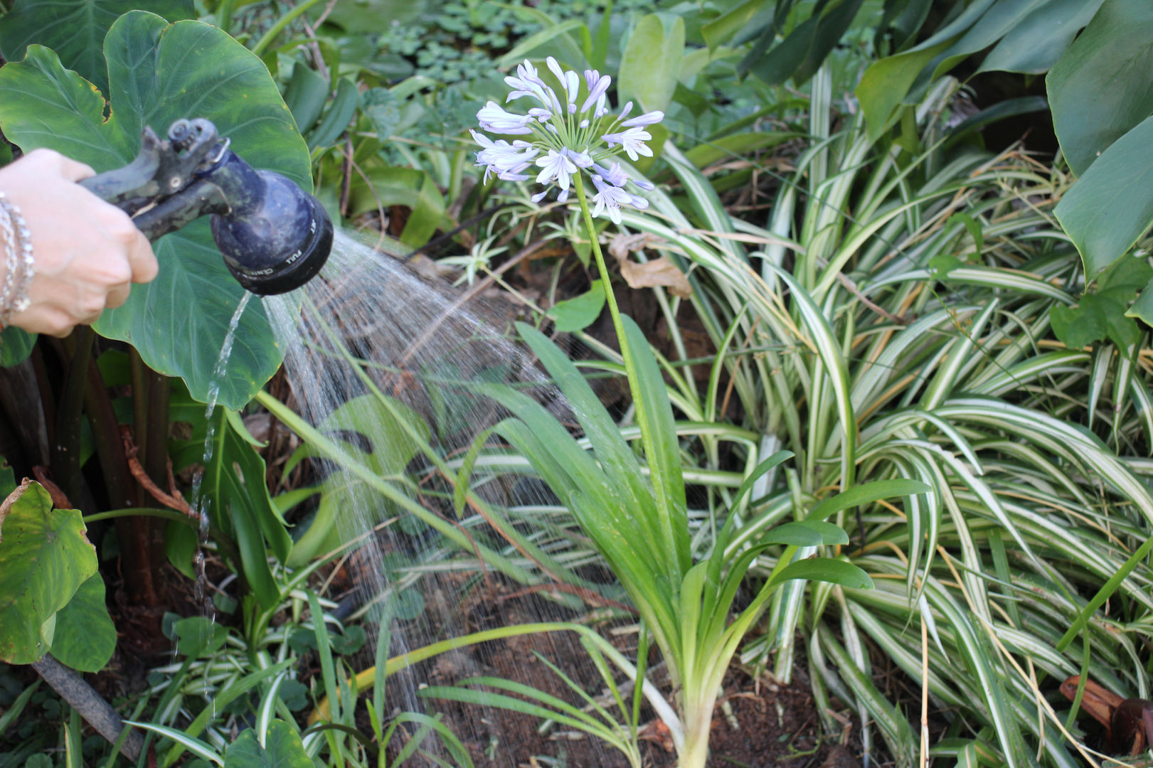 Cómo cultivar y cuidar un agapanto (9 consejos de jardinería) | homify