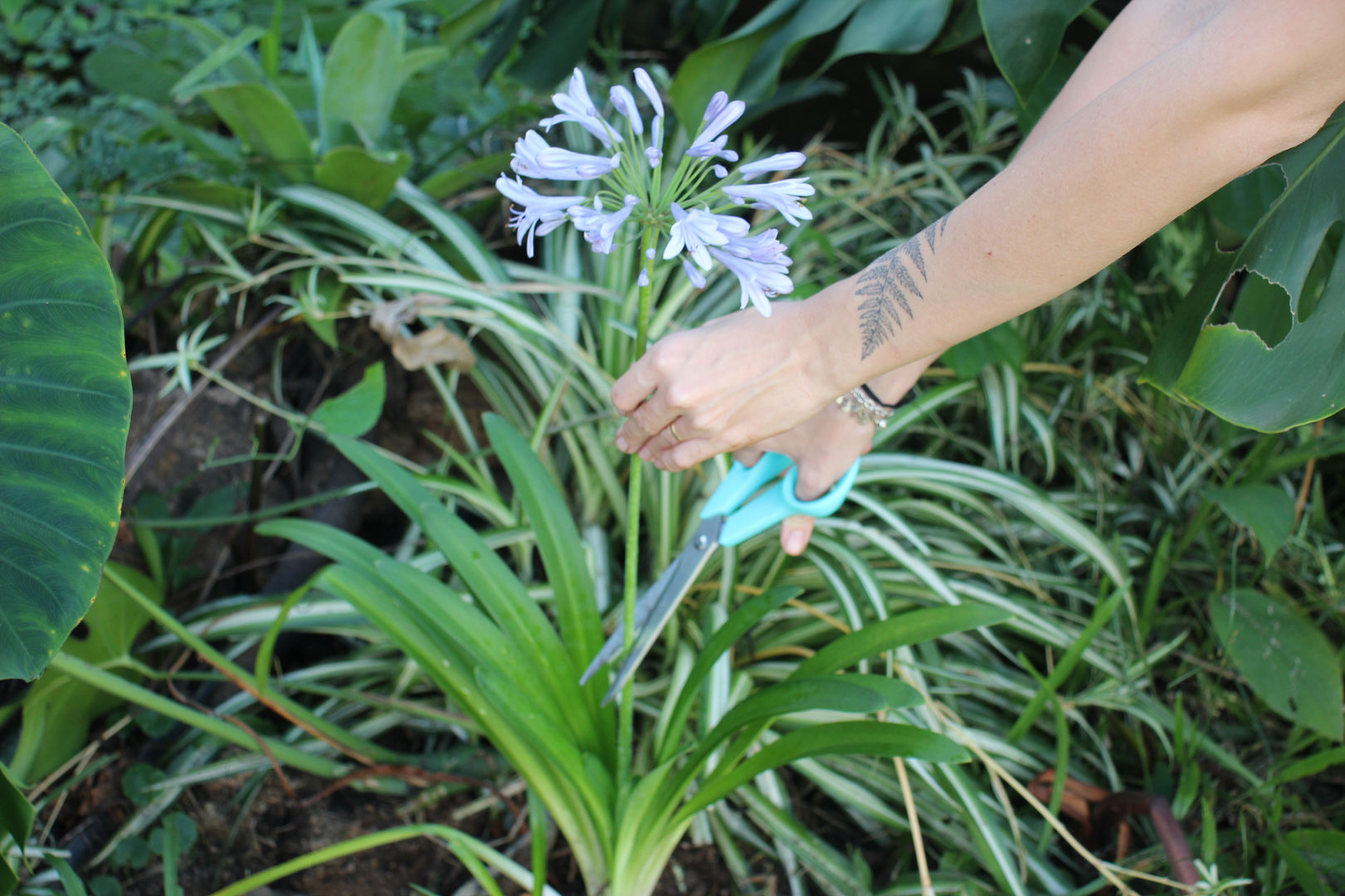 Cómo cultivar y cuidar un agapanto (9 consejos de jardinería) | homify
