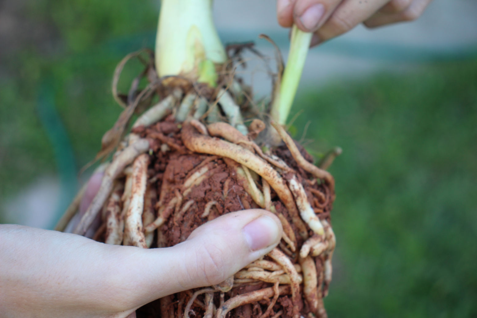 Cómo cultivar y cuidar un agapanto (9 consejos de jardinería) | homify