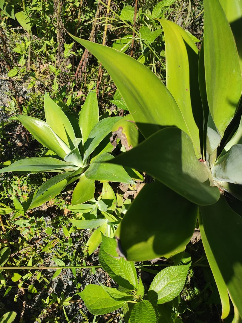 アガベ リュウゼツラン の育て方で押さえておきたい８つのポイント Homify