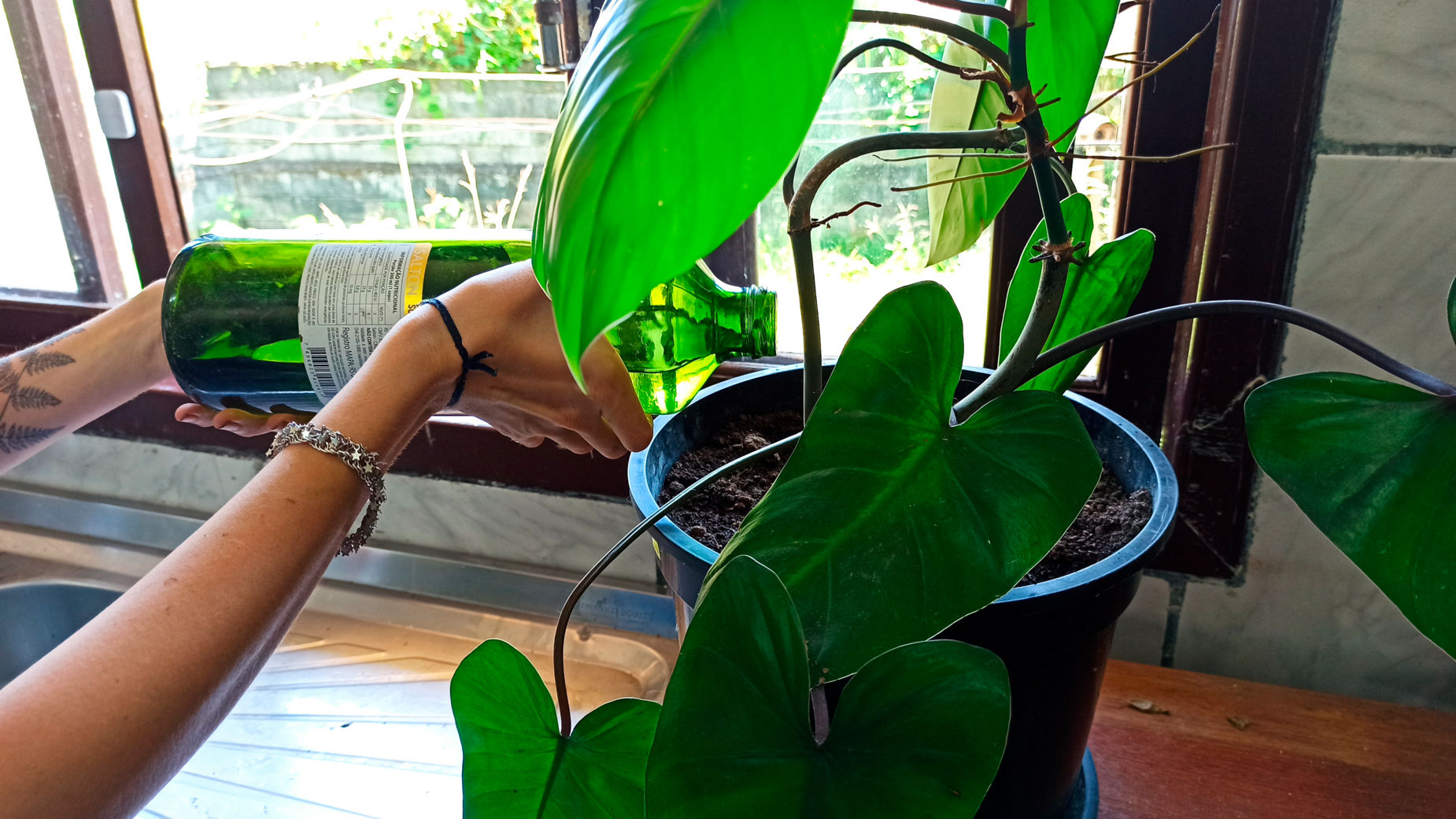 9 Tips for Philodendron erubescens Care l DIY Guide for Blushing  philodendron | homify