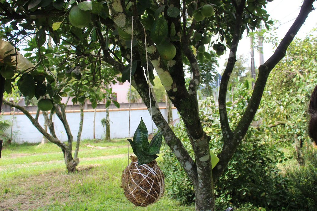 Fioriera sospesa per orchidee fai da te Kokedama per orchidee, piante  grasse Vaso per orchidee sospeso fai-da-te Vaso sospeso unico Ampia  fioriera per orchidee sospesa -  Italia