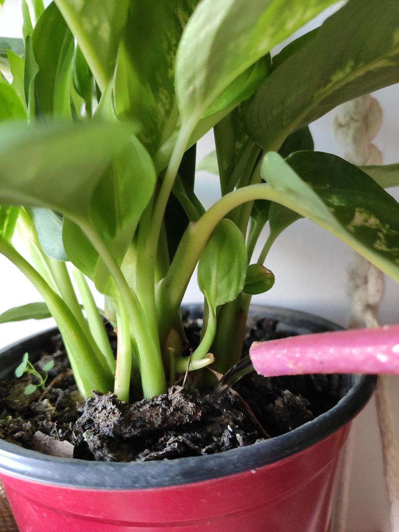 ディフェンバキアの育て方 室内でディフェンバキアを育てる際に知っておきたいポイント Homify