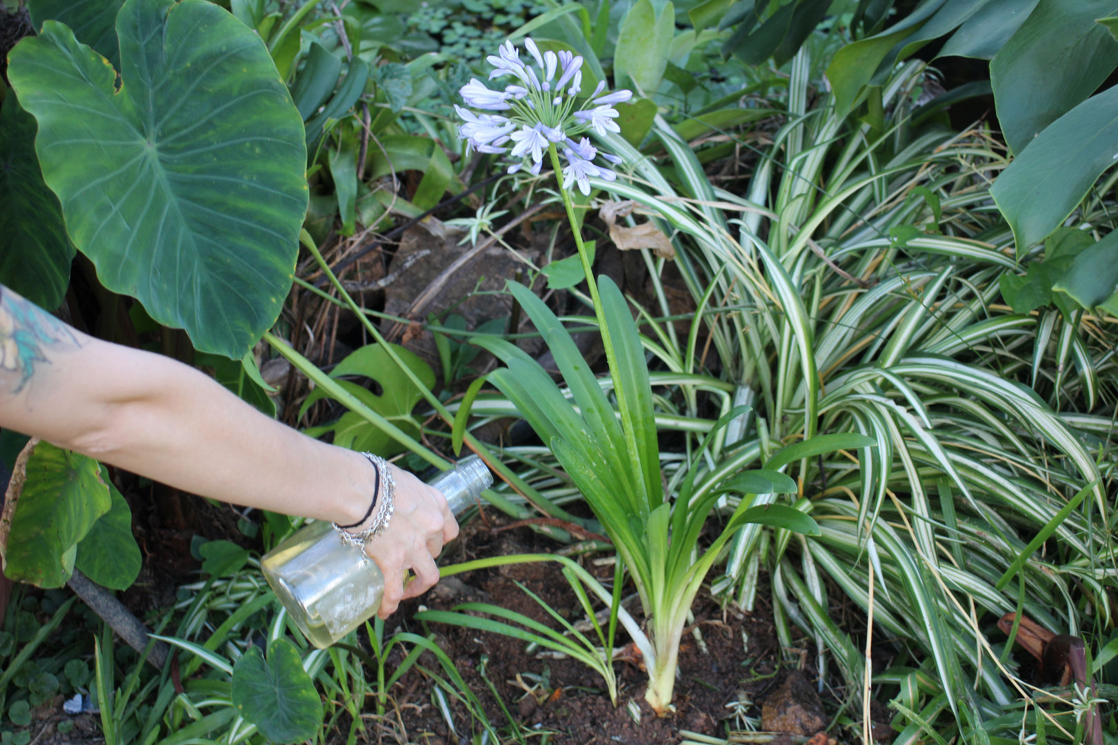 Agapanthus: Pflege und Vermehrung von Schmucklilien | homify