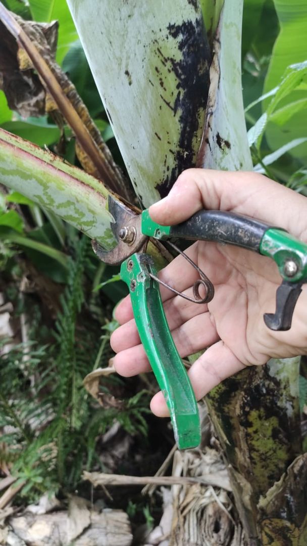 8 grandiose Tipps zur Bananenbaum-Pflege | homify