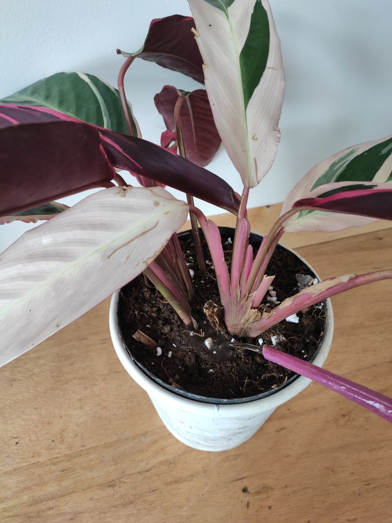 9 Tipps fr die Pflege einer Korbmarante | homify
