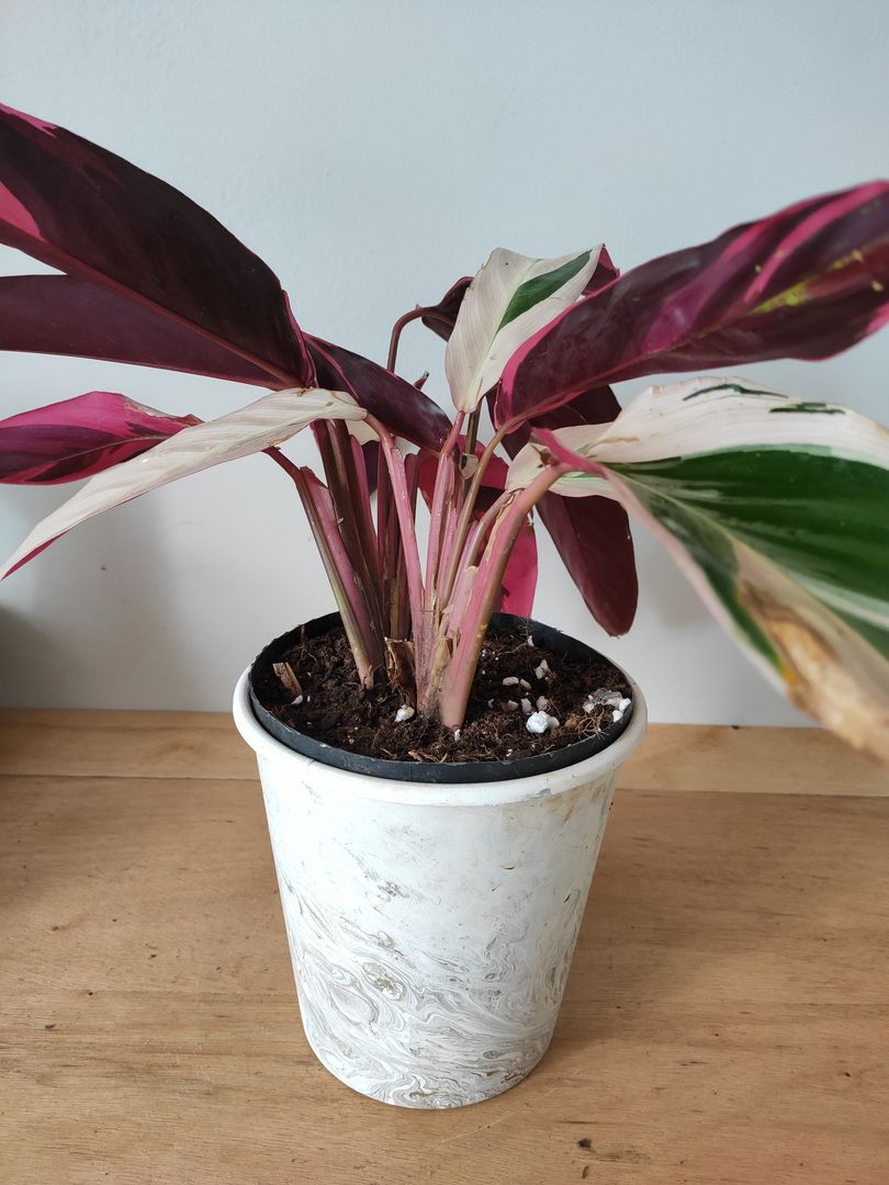 9 Tipps fr die Pflege einer Korbmarante | homify