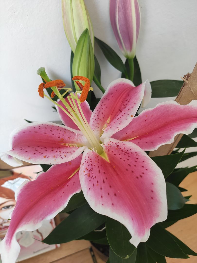 How to Grow Lilies in 9 Steps homify