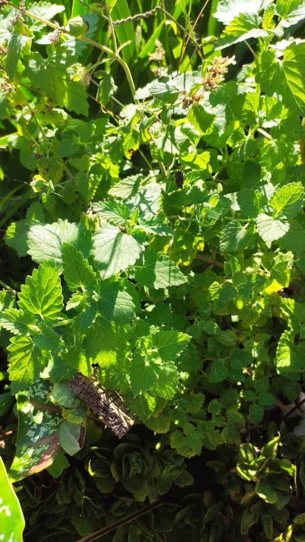 Zalia Stotele Semi Di Erba Gatta (Nepeta Cataria) – Pianta Perenne Aromatica Per Tè E Spezie, 1 Confezione
