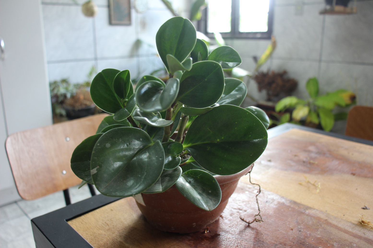 Zwergpfeffer: 8 Tipps zur Pflege von Peperomien | homify
