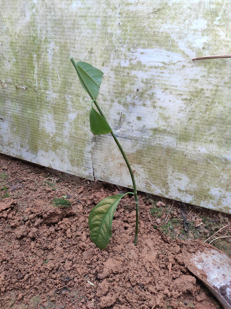 Hoe kun je je avocadoboom laten groeien uit een pit