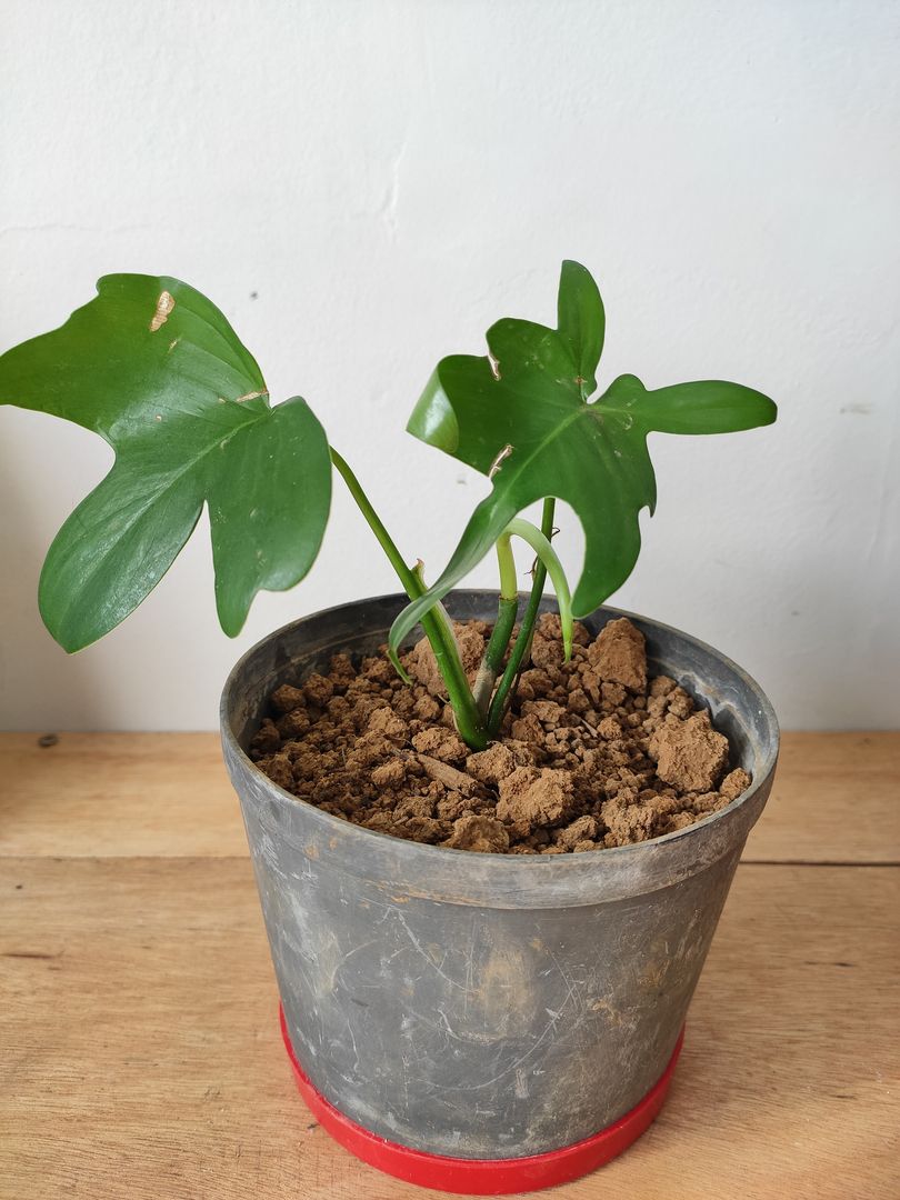 Jak dba o filodendron? 6 wanych wskazwek | homify