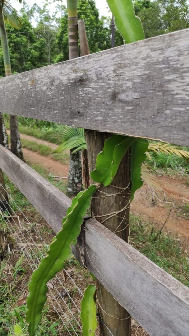 鉢植えでのドラゴンフルーツの育て方 支柱を取り付ける Homify