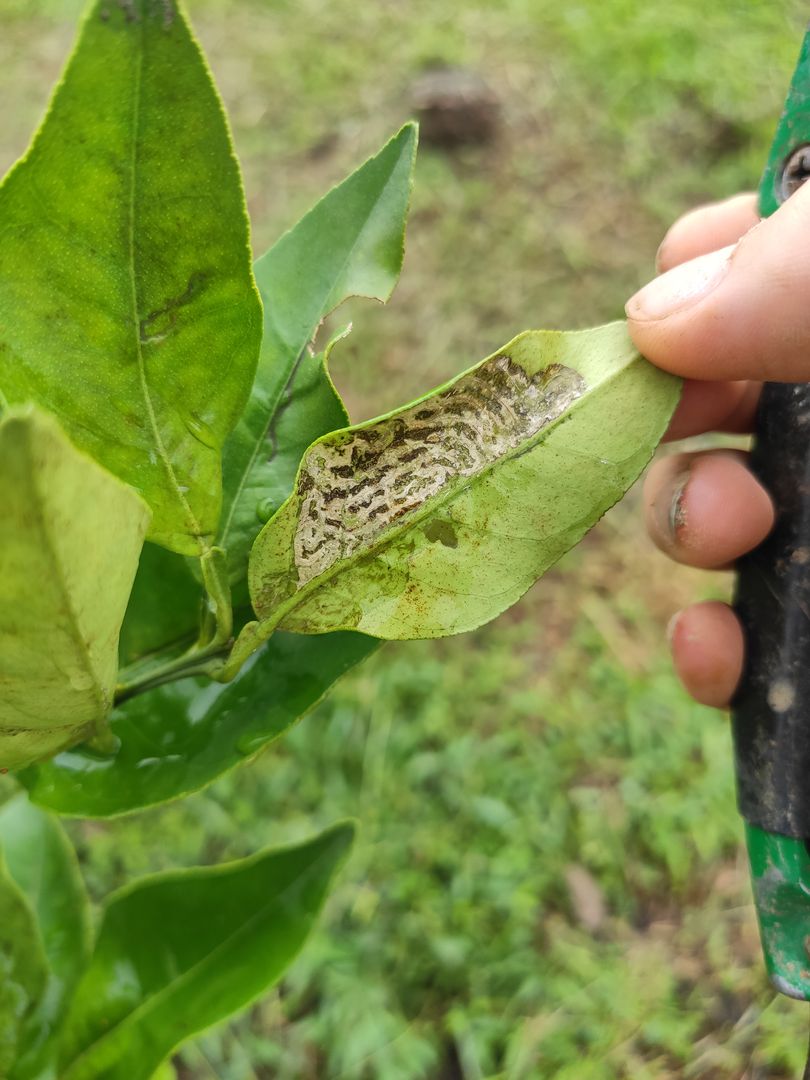 ミカンの木で注意すべき病気と害虫 Homify