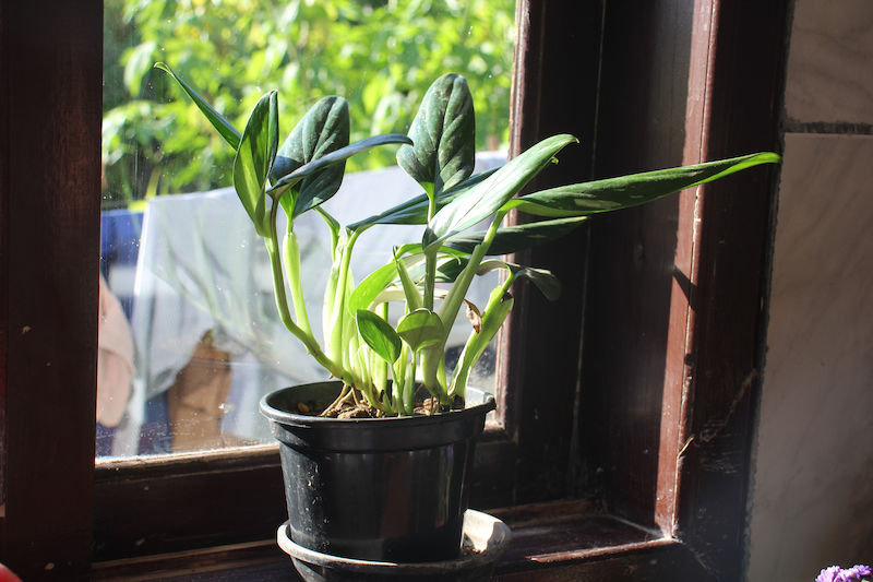 Monstera Pflanze  Pflege & Ableger richtig ziehen | homify