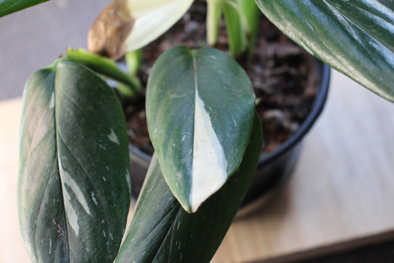 monstera plod Monstera Full Mint deliciosa borsigiana Variegata 