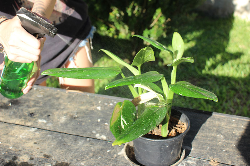 Monstera Pflanze  Pflege & Ableger richtig ziehen | homify