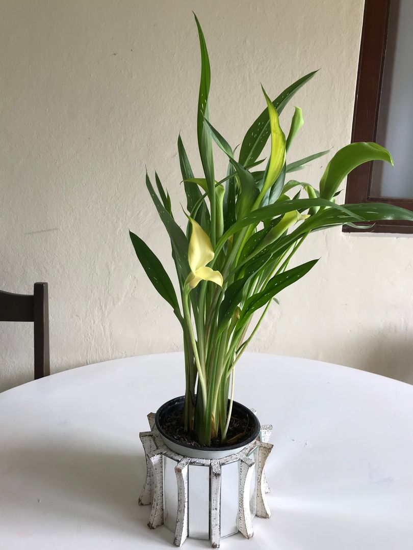 6 eenvoudige stappen om voor je Zantedeschia-plant te zorgen | homify