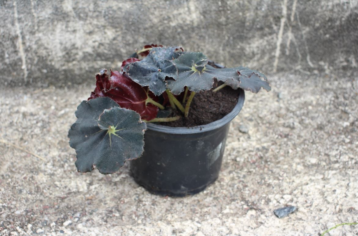 Cultivo de Plantas de Begonia: 7 consejos | homify
