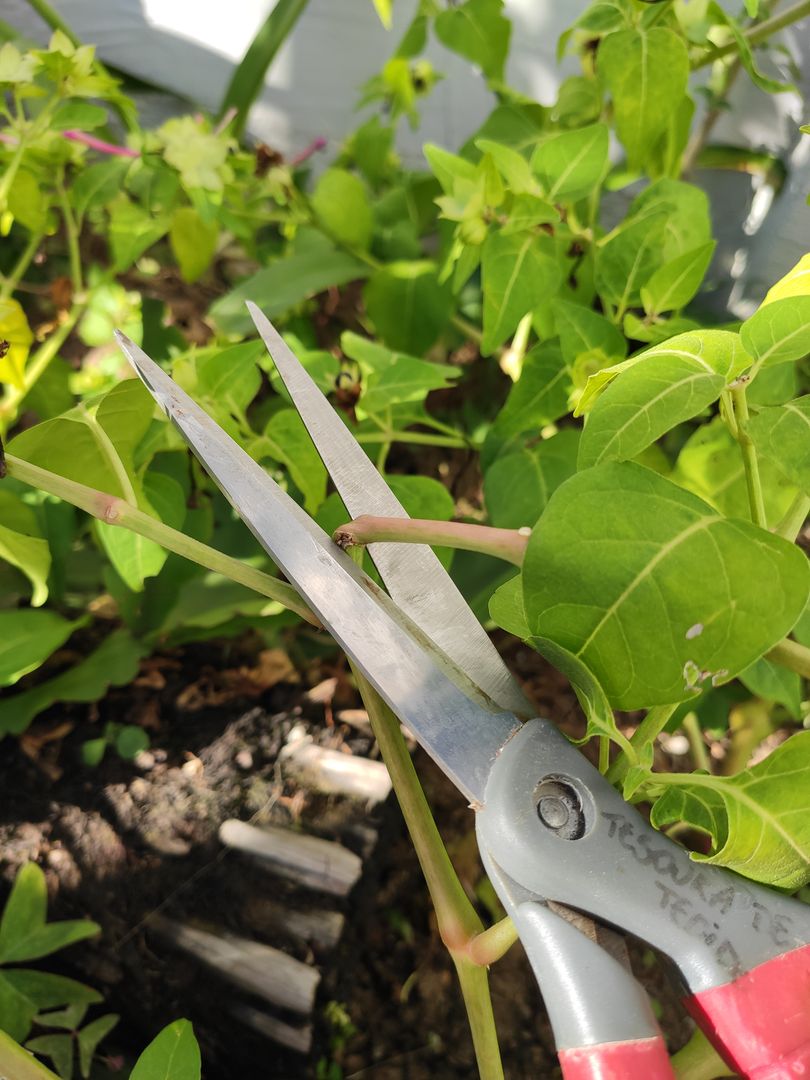 How to Grow and Care for Mirabilis Jalapa in 6 Steps homify