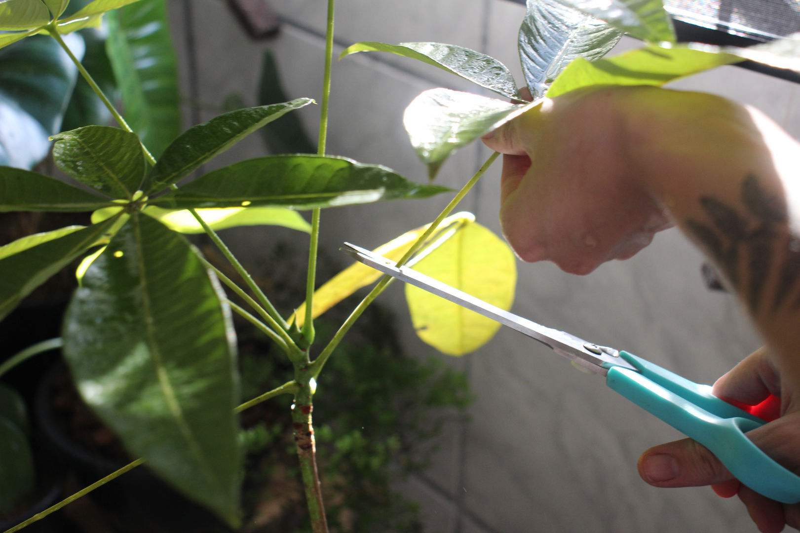 7 Consejos Prácticos para el zapote de agua Cuidados para pachira