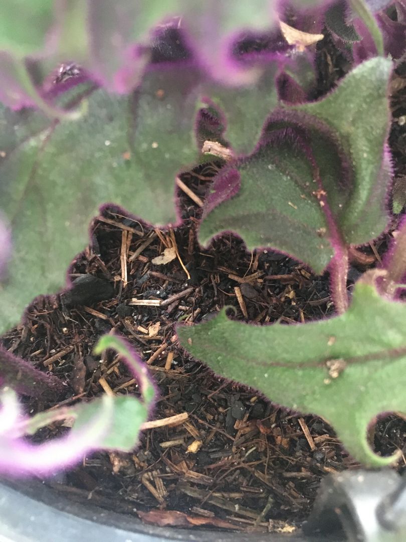 Gynura aurantiaca 'Purple Passion' 2pp - pianta vellutata con fogliame – Secret Garden Plant Shop